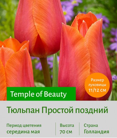 Тюльпан Простой поздний (single late) Temple of Beauty